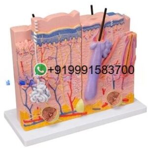 School Science Lab Anatomy Human Skin