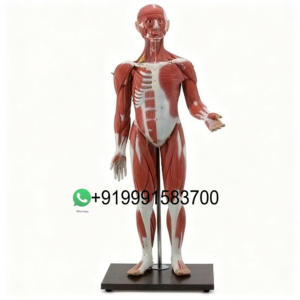 School Science Lab Anatomy Human Torso