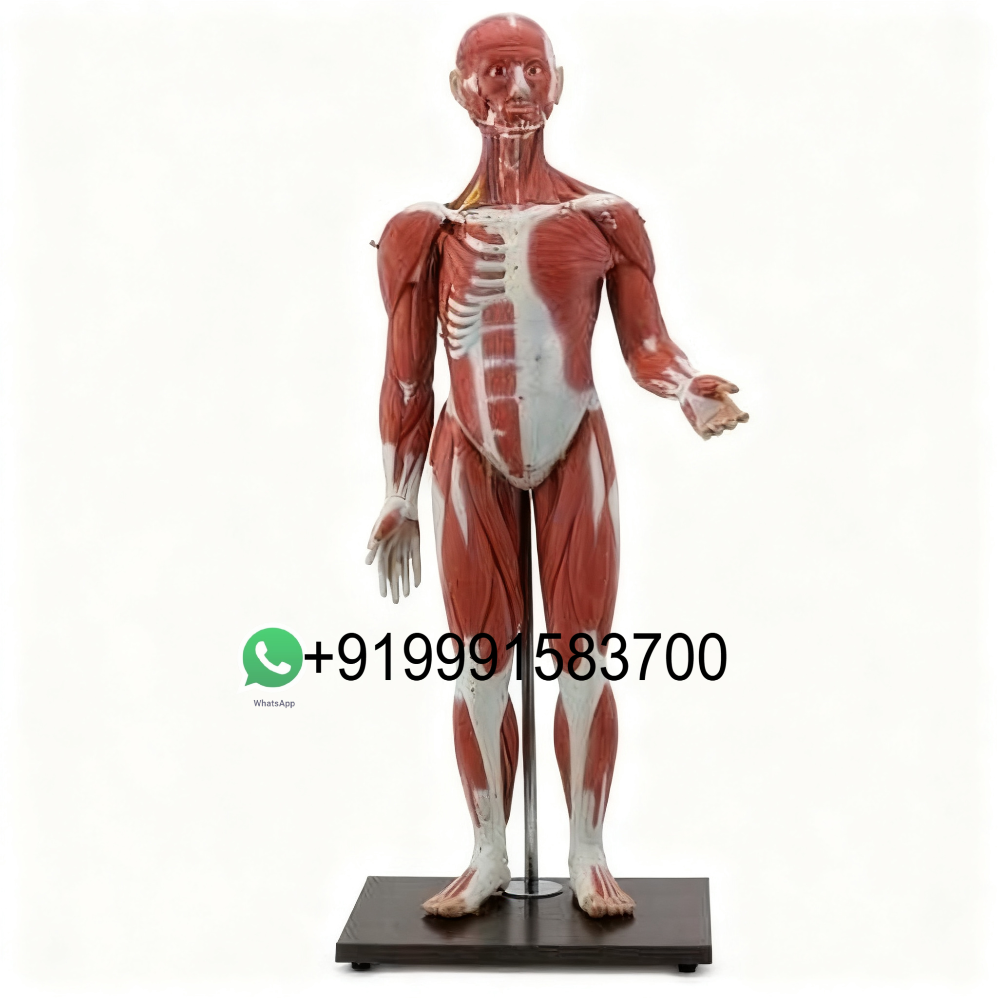 School Science Lab Anatomy Human Torso