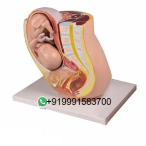 School Science Lab Anatomy Reproductive System