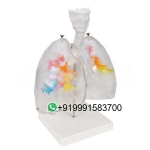 School Science Lab Anatomy Respiratory System