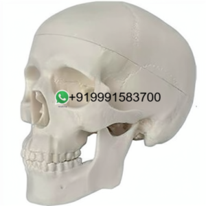 School Science Lab Human Anatomy Skull Models