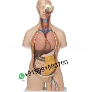 School Science Lab Human Biology