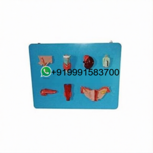 School Science Lab Human Endocrine System Model