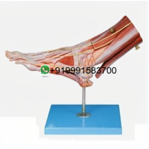 School Science Lab Human Foot Anatomy Models