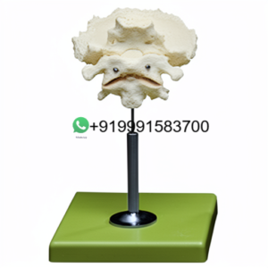 School Science Lab Human Lumbar Anatomy Models