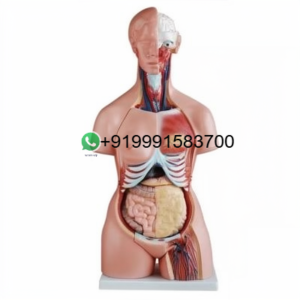 School Science Lab Human MuDAe Anatomy Models