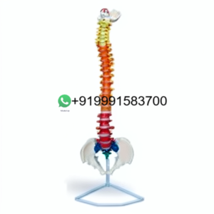 School Science Lab Human Spinal Columns Model