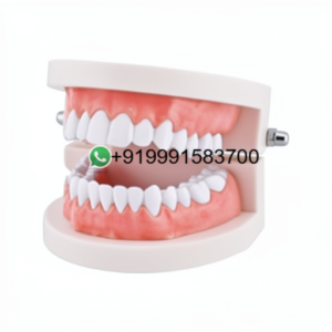 School Science Lab Human Teeth Anatomy Models