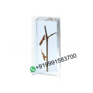 School Science Lab Imbedding Specimen