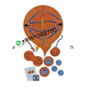 School Science Lab Mitosis Manipulatives Kit
