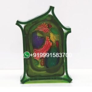 School Science Lab Plant Cell Model