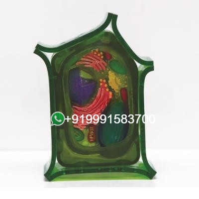 School Science Lab Plant Cell Model