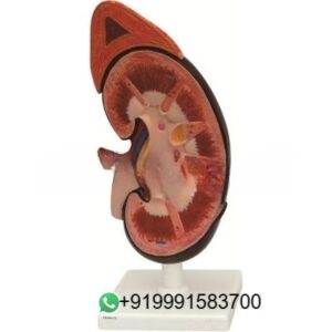 School Science Lab Urinary System