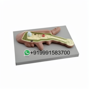 School Science Lab Zoology Models