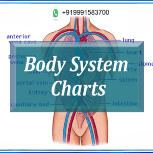 Body System Charts