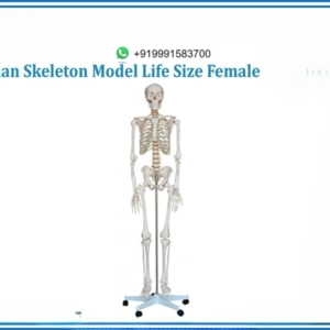 HUMAN SKELETON MODEL LIFE SIZE FEMALE