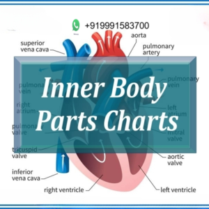 Inner Body Parts Charts