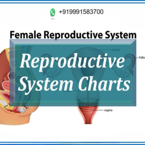 Reproductive System Charts