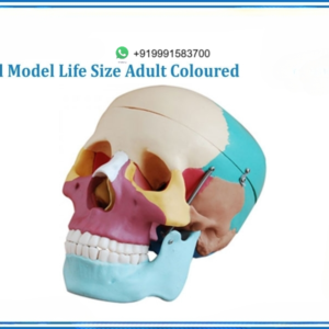 SKULL MODEL LIFE SIZE ADULT COLOURED
